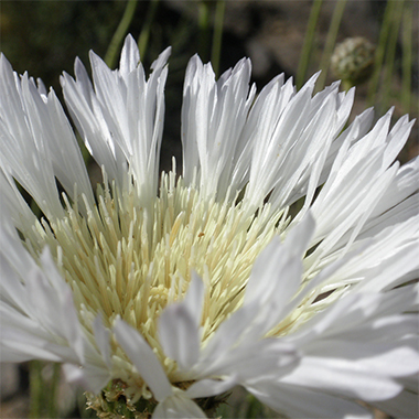 Flor del minero